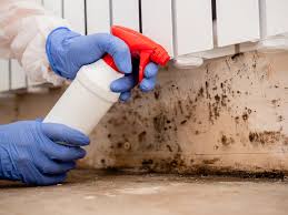 Best Mold Odor Removal Services  in Speer, NC